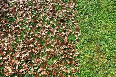 Fall Lawn Cleanup Image 2