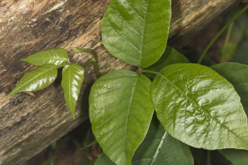 Poison Ivy Removal in Burlington County, NJ