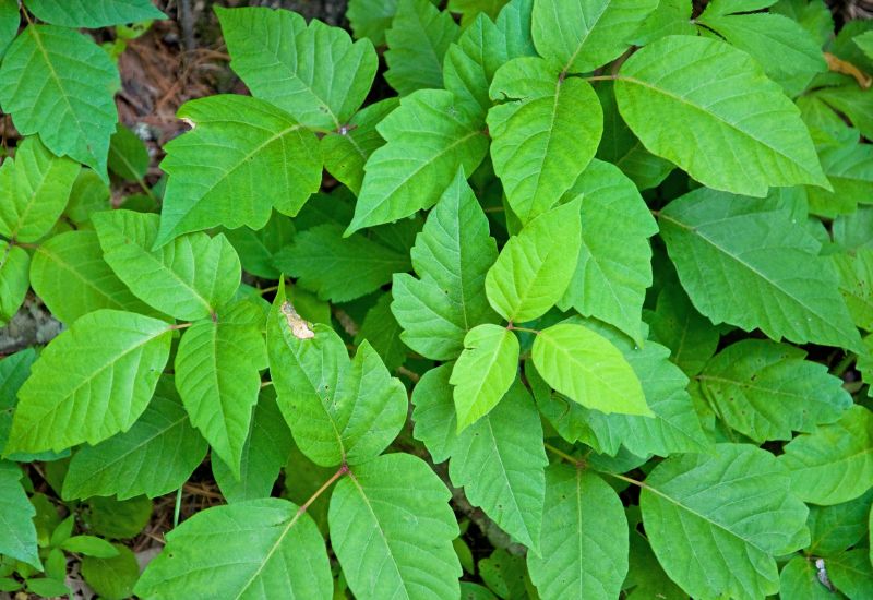 Poison Oak Removal in Doylestown, PA